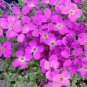 200 PCS Seeds Creeping Thyme Seeds Rock CRESS Rose Purple Color