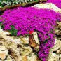 200 PCS Seeds Creeping Thyme Seeds Rock CRESS Rose Purple Color