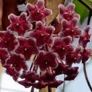 200 PCS Seeds Hoya Carnosa - Blood Red Color
