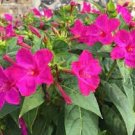 40 PCS Seeds Jasmine Mirabilis Flower Yellow and Hot Pink Petals Flowers