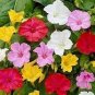 40 PCS Seeds Jasmine Mirabilis Flower Yellow and Hot Pink Petals Flowers