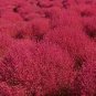 1000 PCS Seeds Kochia scoparia Seeds Mixed 5 Colors