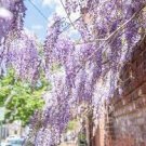 20 PCS Seeds Mixed 6 Colors of Wisteria Plant