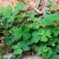 200 PCS Seeds Shamrock Oxalis Medicago Trifolium Flower
