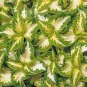 200 PCS Seeds SPOT WHITE' Coleus