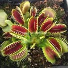 200 PCS Seeds Dionaea muscipula - Red Color 200 PCS Seeds Dionaea muscipula - Red Color