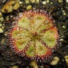 200 PCS Seeds Drosera Burmanni