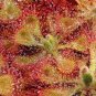 200 PCS Seeds Drosera Burmanni