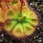 200 PCS Seeds Drosera Burmanni