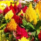 600 PCS Seeds Flamingo Cockscomb