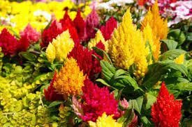 600 PCS Seeds Flamingo Cockscomb