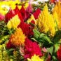 600 PCS Seeds Flamingo Cockscomb