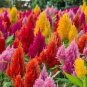 600 PCS Seeds Flamingo Cockscomb