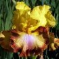 200 PCS Seeds Iris Flower Golden Light Pink Rose Pink Flowers