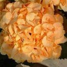 20 PCS Seeds Japanese Hydrangea Flower
