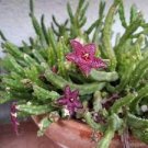 200 PCS Seeds Stapelia Pulchella Perennial Flower