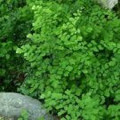 200 PCS Seeds Adiantum Capillus Maidenhair Fern