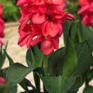 400 PCS Seeds Canna Lily Flore Outdoor Indoor