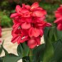 400 PCS Seeds Canna Lily Flore Outdoor Indoor