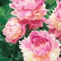 20 PCS Seeds Chinese Peony Light Pink Ball Flowers