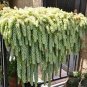 200 PCS Seeds Hanging Sedum
