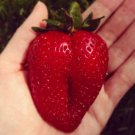 1200 PCS Seeds Heirloom Super Giant Japan Red Strawberry Organic