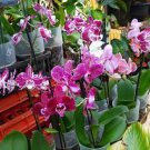 200 PCS Seeds Mini Orchid Mixed Rose Red Purple Orange White Flowers 200 PCS Seeds Mini Orchid Mixed Rose Red Purple Orange White Flowers