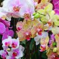 200 PCS Seeds Mini Orchid Mixed Rose Red Purple Orange White Flowers