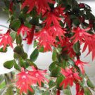 200 PCS Seeds Zygocactus Truncatus