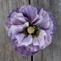 400 PCS Seeds Amazing Grey Corn Poppy Flower