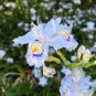 1000 PCS Seeds Bonsai Iris Flower Perennial