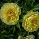 40 PCS Seeds Chinese Peony Bright Yellow Double Flowers