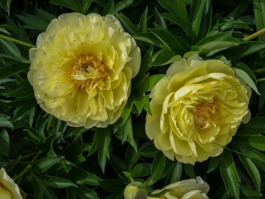 40 PCS Seeds Chinese Peony Bright Yellow Double Flowers
