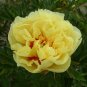 40 PCS Seeds Chinese Peony Bright Yellow Double Flowers