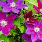200 PCS Seeds Climbing Clematis