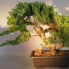 200 PCS Seeds Colorful Japanese Juniper Mixed 200 PCS Seeds Colorful Japanese Juniper Mixed