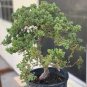 200 PCS Seeds Colorful Japanese Juniper Mixed