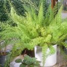 200 PCS Seeds Garden Foxtail Fern Bonsai