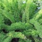 200 PCS Seeds Garden Foxtail Fern Bonsai