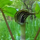 60 PCS Seeds Jack in The Pulpit