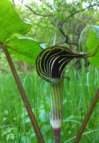 60 PCS Seeds Jack in The Pulpit