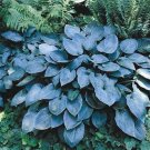 200 PCS Seeds Jardin Lily Flower Shade Hosta Flower