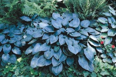 200 PCS Seeds Jardin Lily Flower Shade Hosta Flower