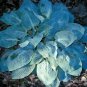 200 PCS Seeds Jardin Lily Flower Shade Hosta Flower