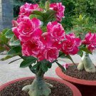 2 PCS Seeds Adenium White Rose Red Colorful Single Flowers Desert Rose