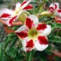 2 PCS Seeds Adenium White Rose Red Colorful Single Flowers Desert Rose
