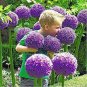 200 PCS Seeds Allium giganteum Flower Mixed