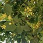 100 PCS Seeds American Linden Tree