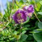 50 PCS Seeds Cobee Violette Cobaea Flower