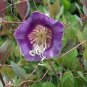 50 PCS Seeds Cobee Violette Cobaea Flower